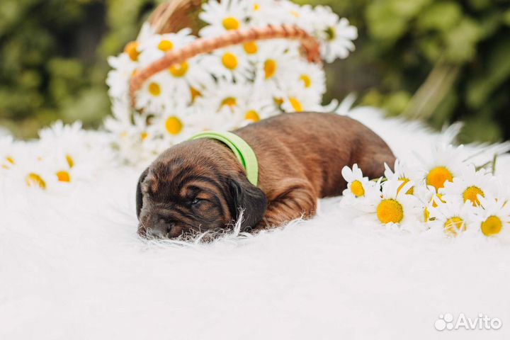 Щенки Баварской Горной Гончей