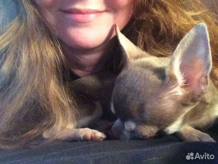 Передержка животных