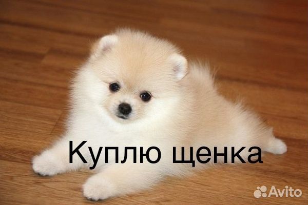 Померанский шпиц