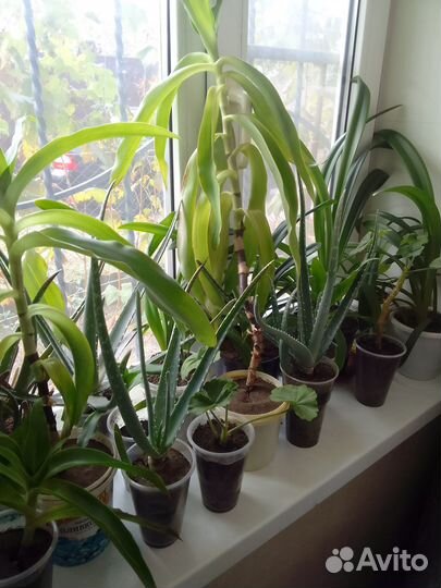 Комнатные цветы