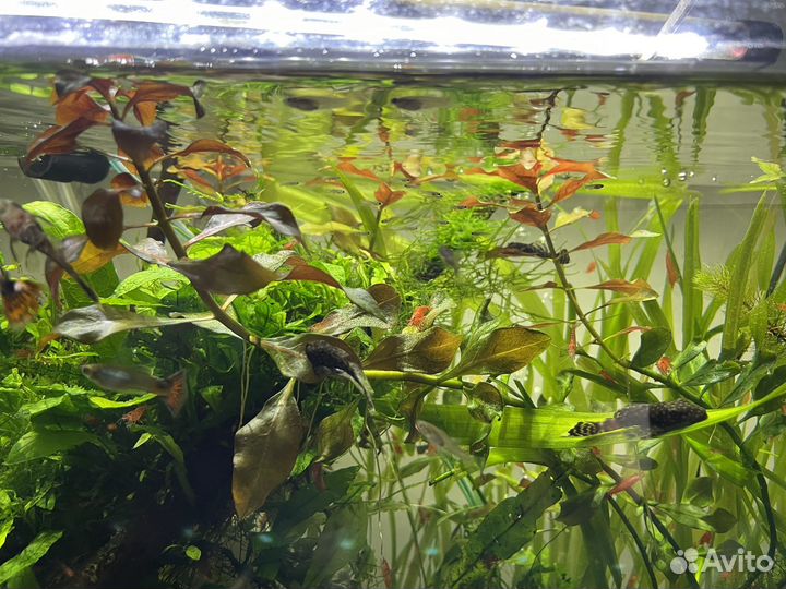 Аквариумные рыбки гуппи