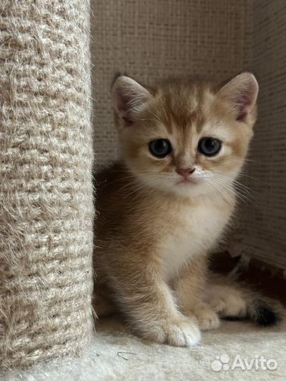 Британские котята