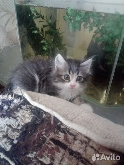 Маленькие пушистики