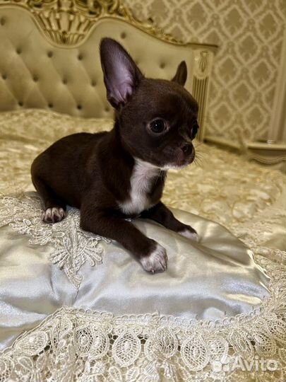 Щенки чихуахуа мини девочки