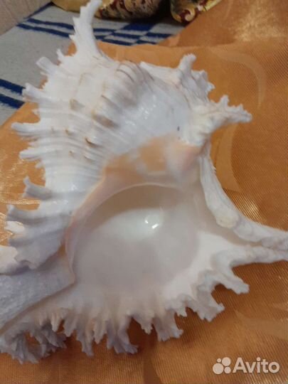 Ракушка украшение