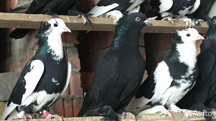 Голуби бойные ленинаканские, армянские в чистоте
