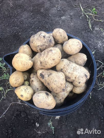 Картофель свежий урожай