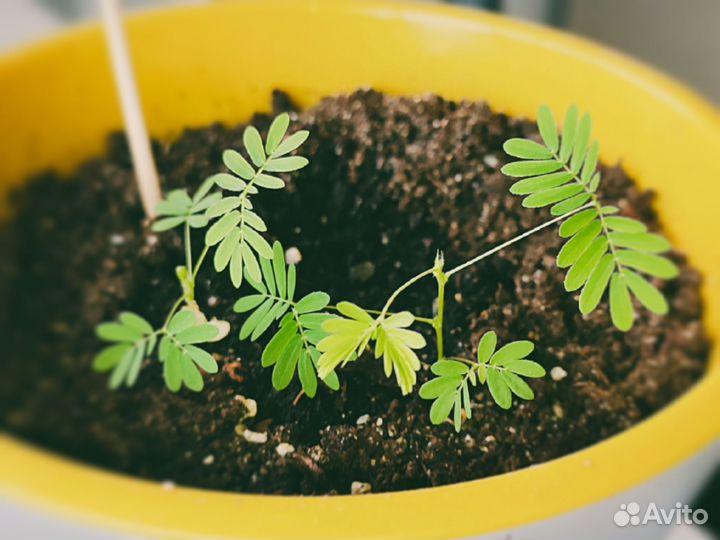 Мимоза стыдливая