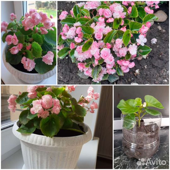 Бегония махровая