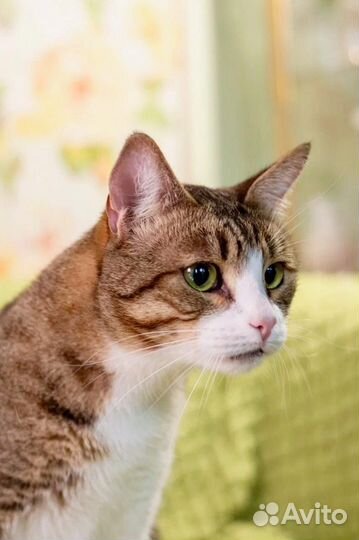 Синбад в ответственные добрые руки