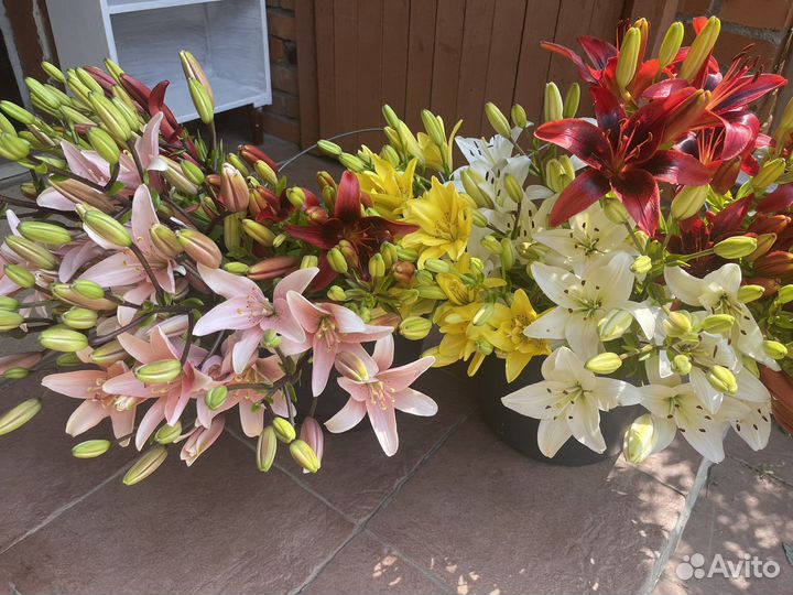 Лилии и букеты из них