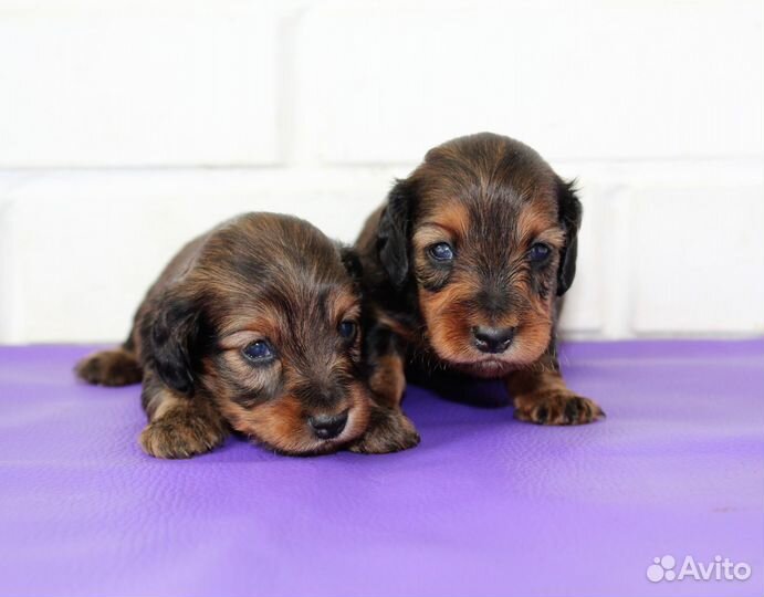 Таксы длинношерстные кроличьи щенки