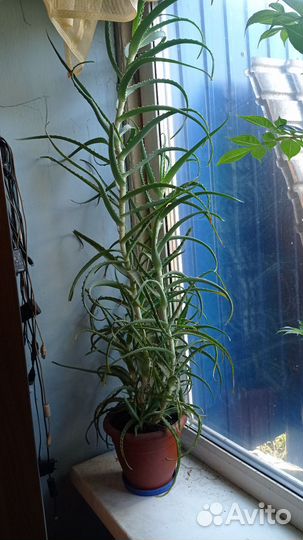 Алоэ пятилетний