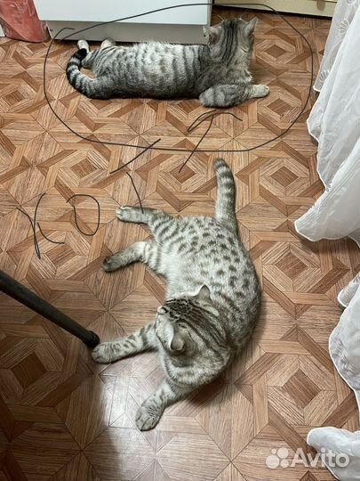 Кот на вязку