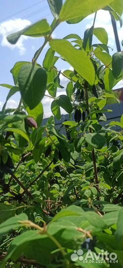 Жимолость кустовидная,трехлетка