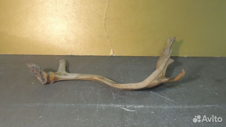Рог оленя. Для творчества