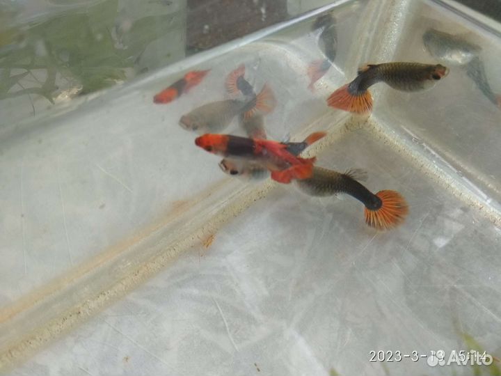 Гуппи Пецилия