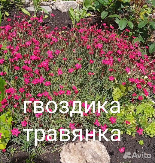 Почвопокровные растения