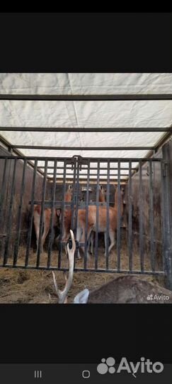 Газель скотовоз