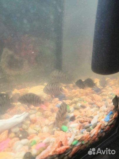 Рыбки бесплатно