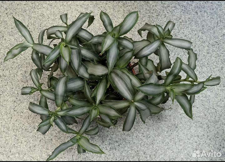 Мурдания Лориформис брайт стар