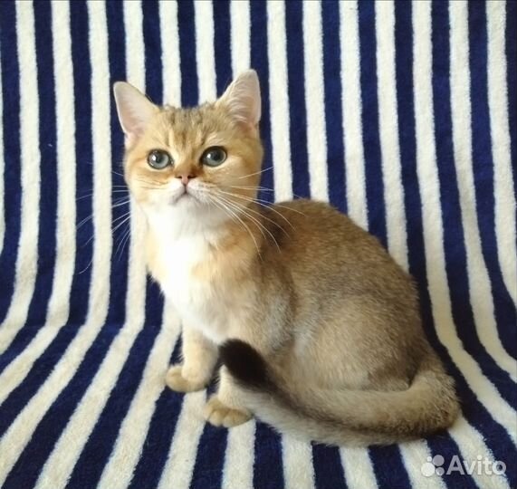 Британские котята золотого окраса