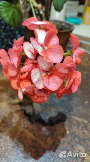 Пеларгония герань