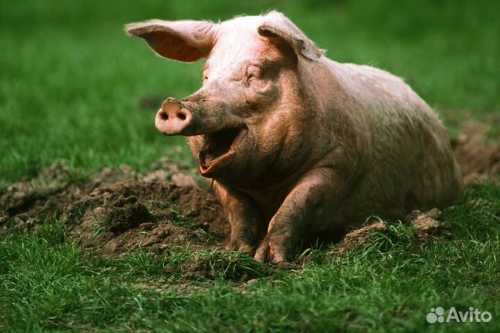 Хряк на племя