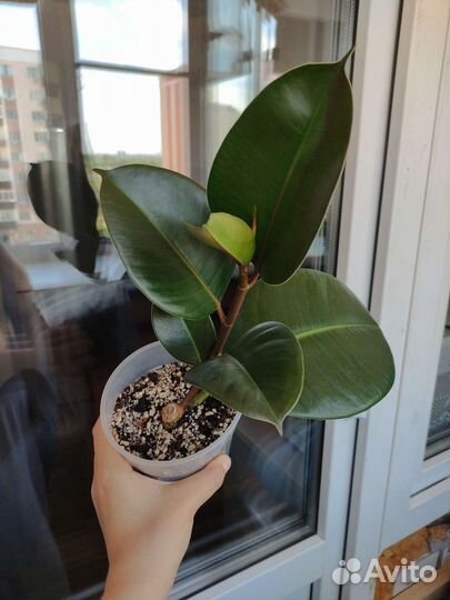 Фикус эластика