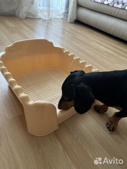 Лоток-туалет для животных