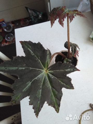 Бегония крупнолистная купить в Королеве | Товары для дома и дачи | Авито