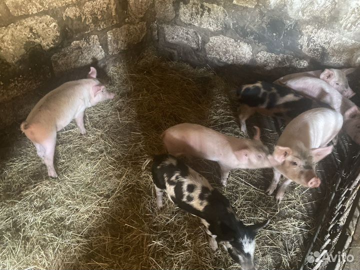 Поросята