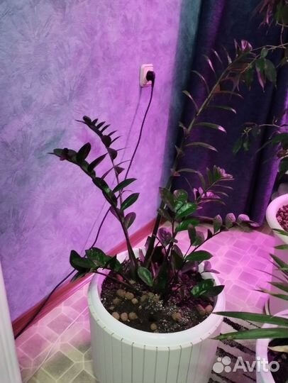 Замиокулькас