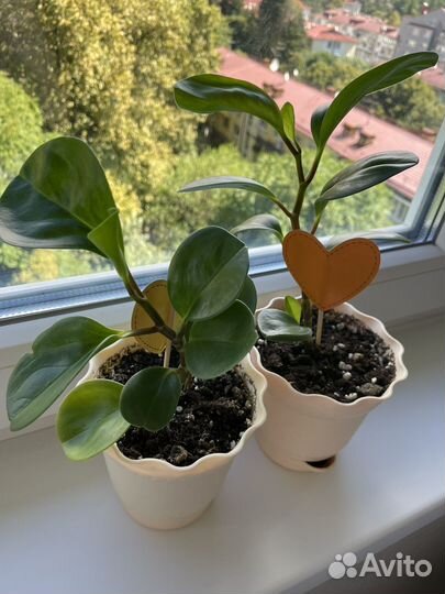 Пеперомия молодая