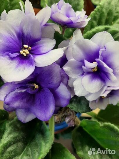 Фиалки сортовые(листики, детки, стартеры)