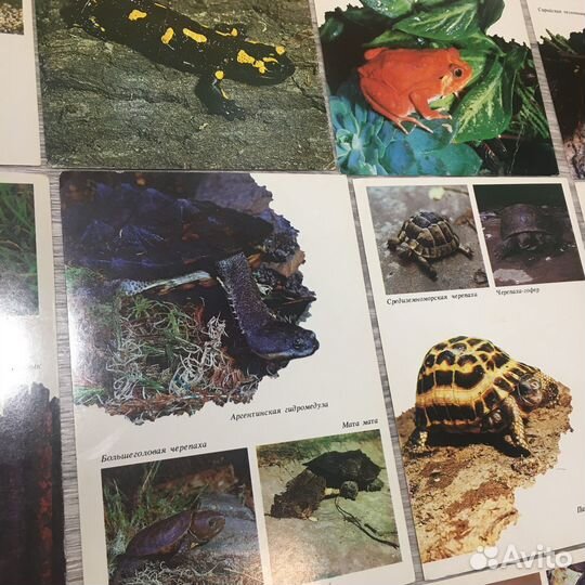 Открытки Амфибии рептилии, 1989