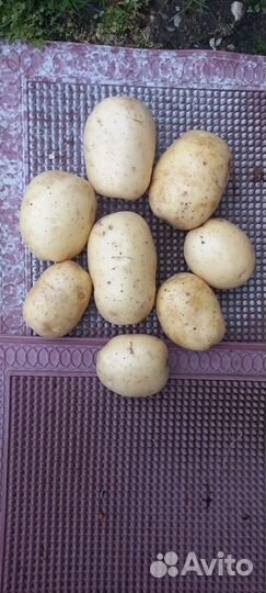 Картофель продовольственный