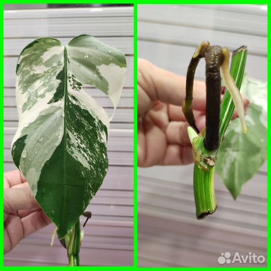 Монстера Альба