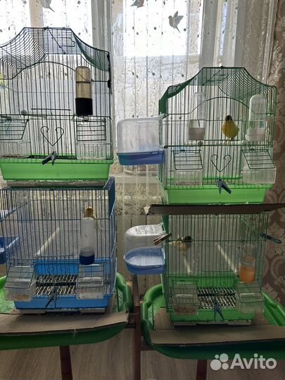 Кенары певчие