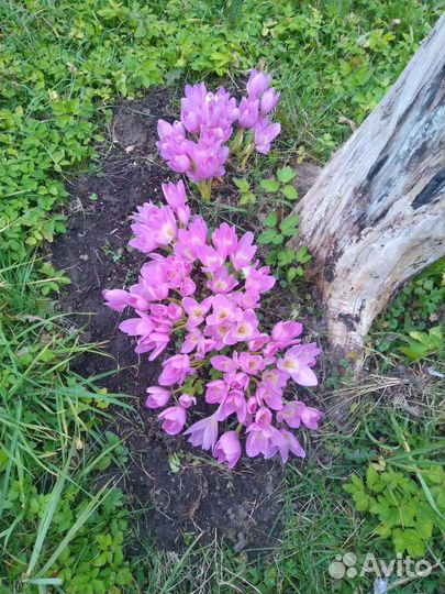 Луковицы безвременника