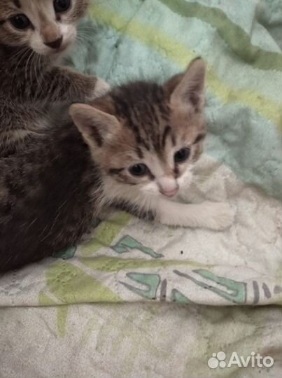 Котята в добрые руки бесплатно