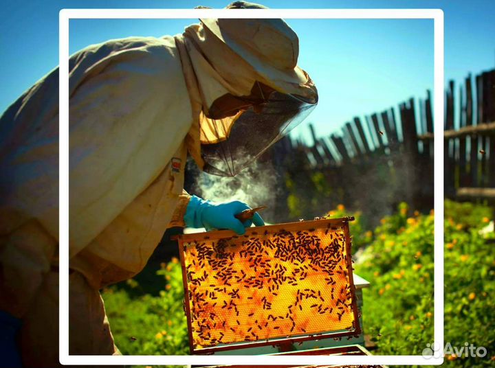 Пчеловодство