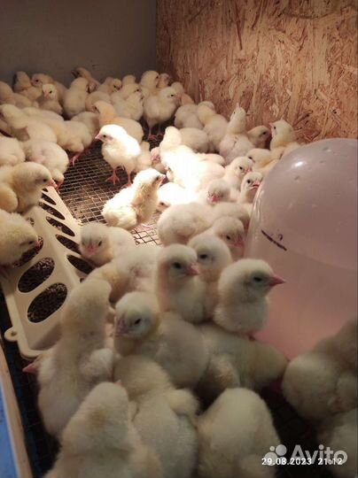 Инкубационное яйцо бройлера. Цыплята
