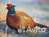 Птица продажа