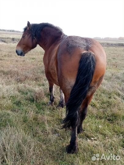 Овцы, лошади