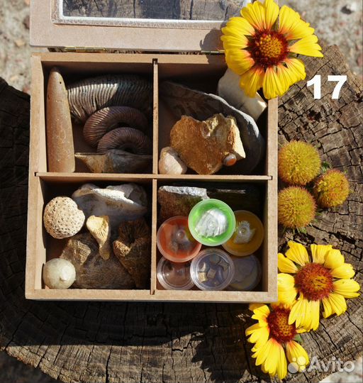 Наборы окаменелостей