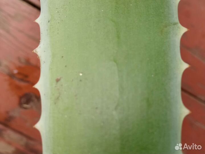 Агава, алоэ вера,каланхоэ, золотой ус