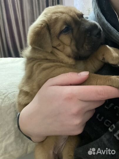 Отдам в добрые руки