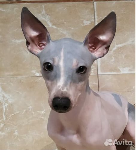 Американский голый терьер.И Китайская хохлатая