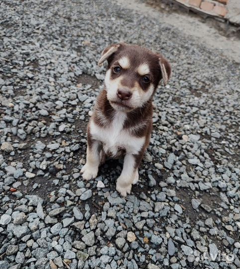 Собака в добрые руки отдам бесплатно